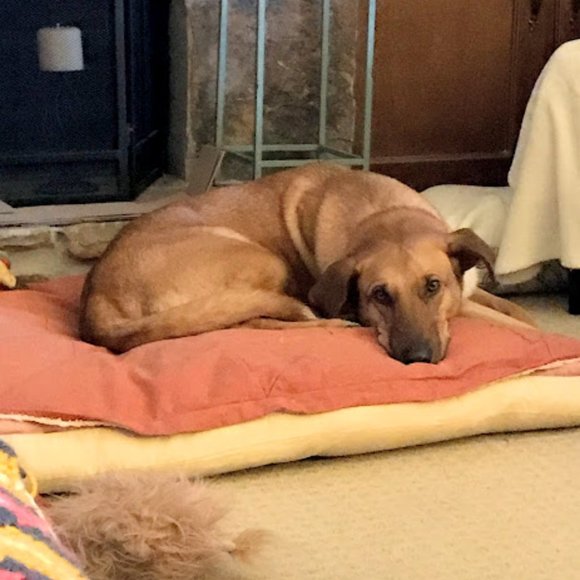 Pet friendly closet! - Picture 8 of 9